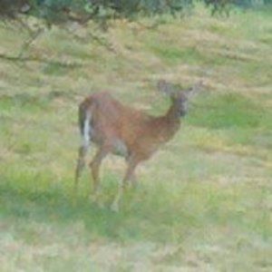 Meet your Posher, Joellen